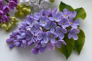 Мастер-класс «Цветы из холодного фарфора»