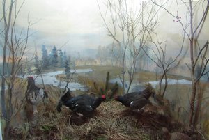 Выставка «Природа края»