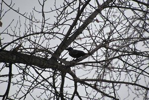 Программа «Юный эколог»