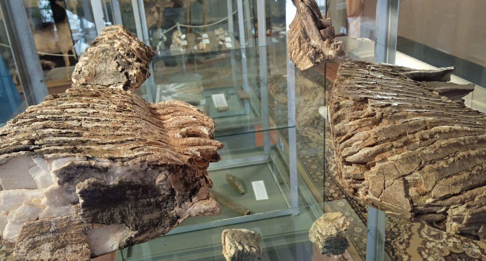 Музейный урок «По следам мамонта»