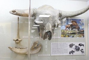 Экспозиция Краеведческого музея г. Рубцовска