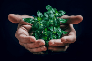 Интеллектуальная игра «Экотурнир»