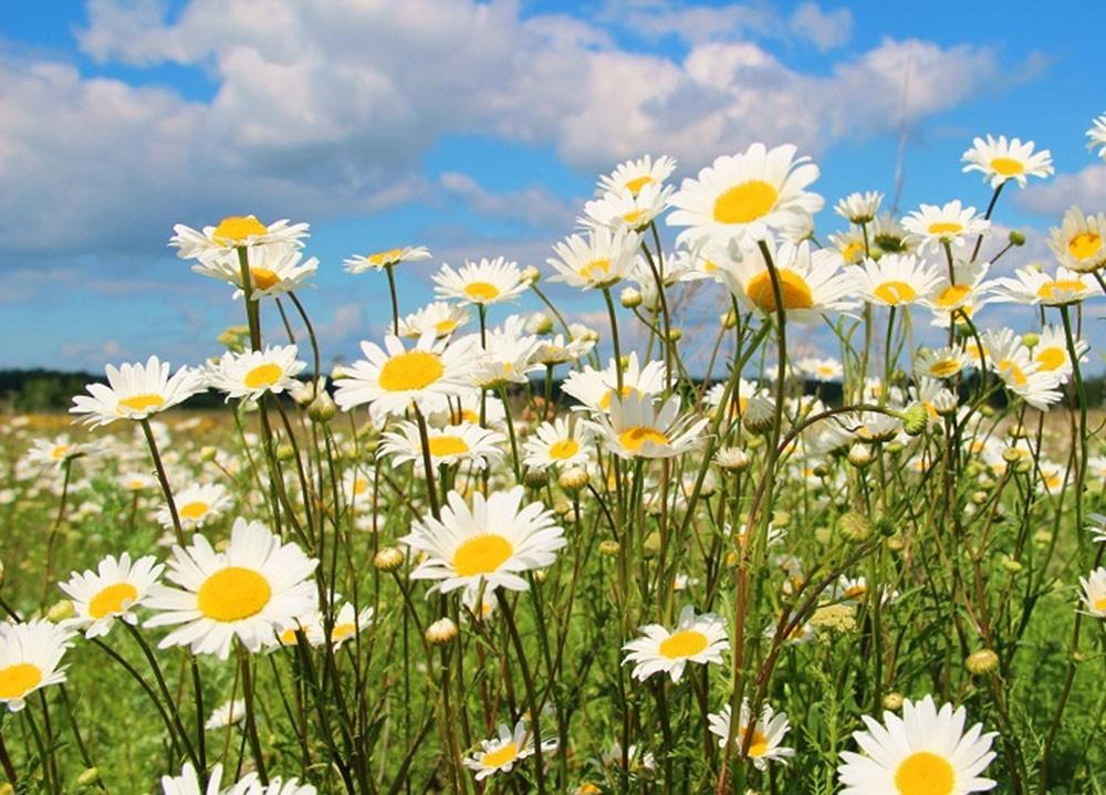 Весенний фестиваль «Праздник народных традиций и культур» - «День русской души»