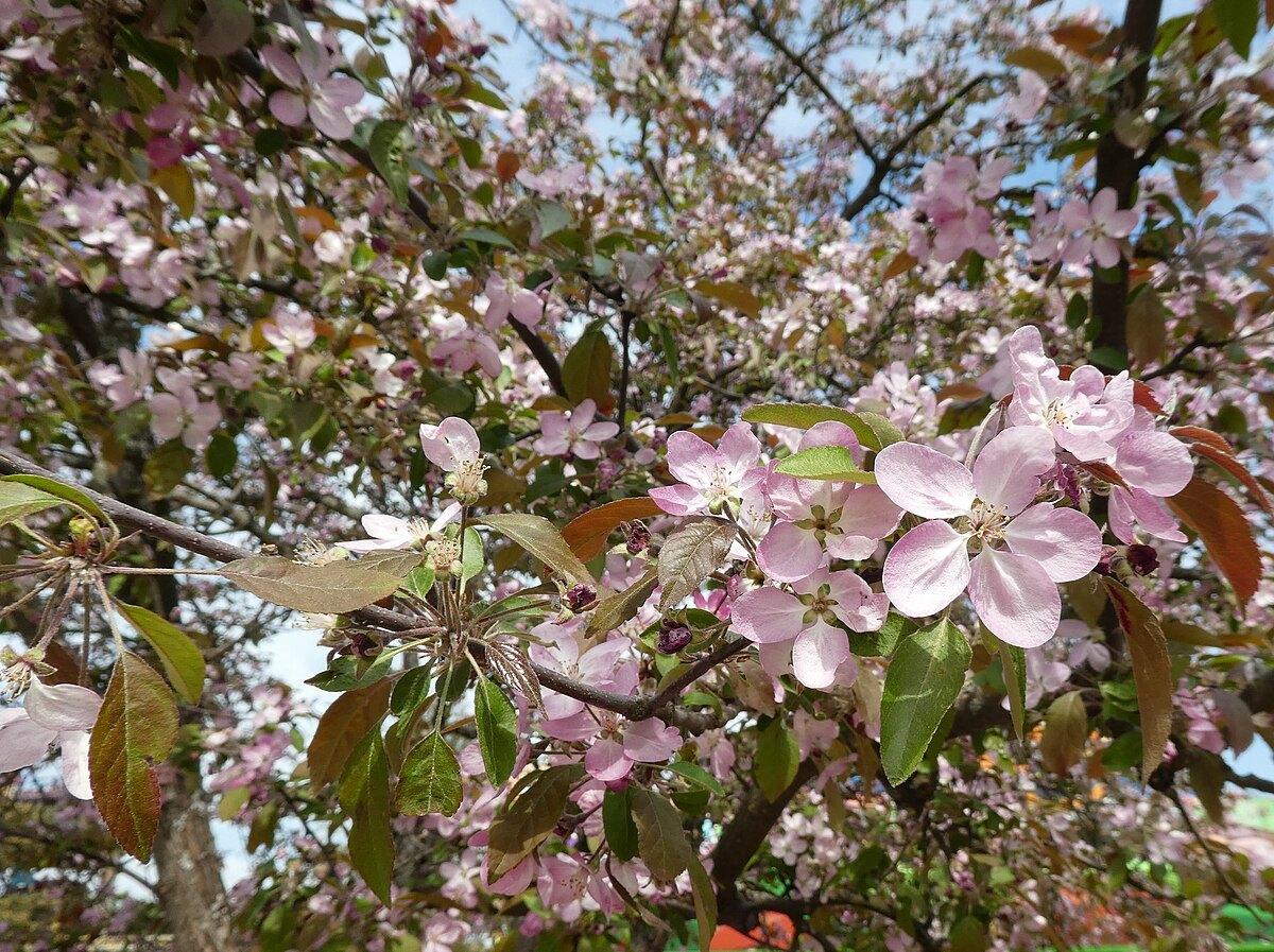 Концерт «Хороши весной в саду цветочки»