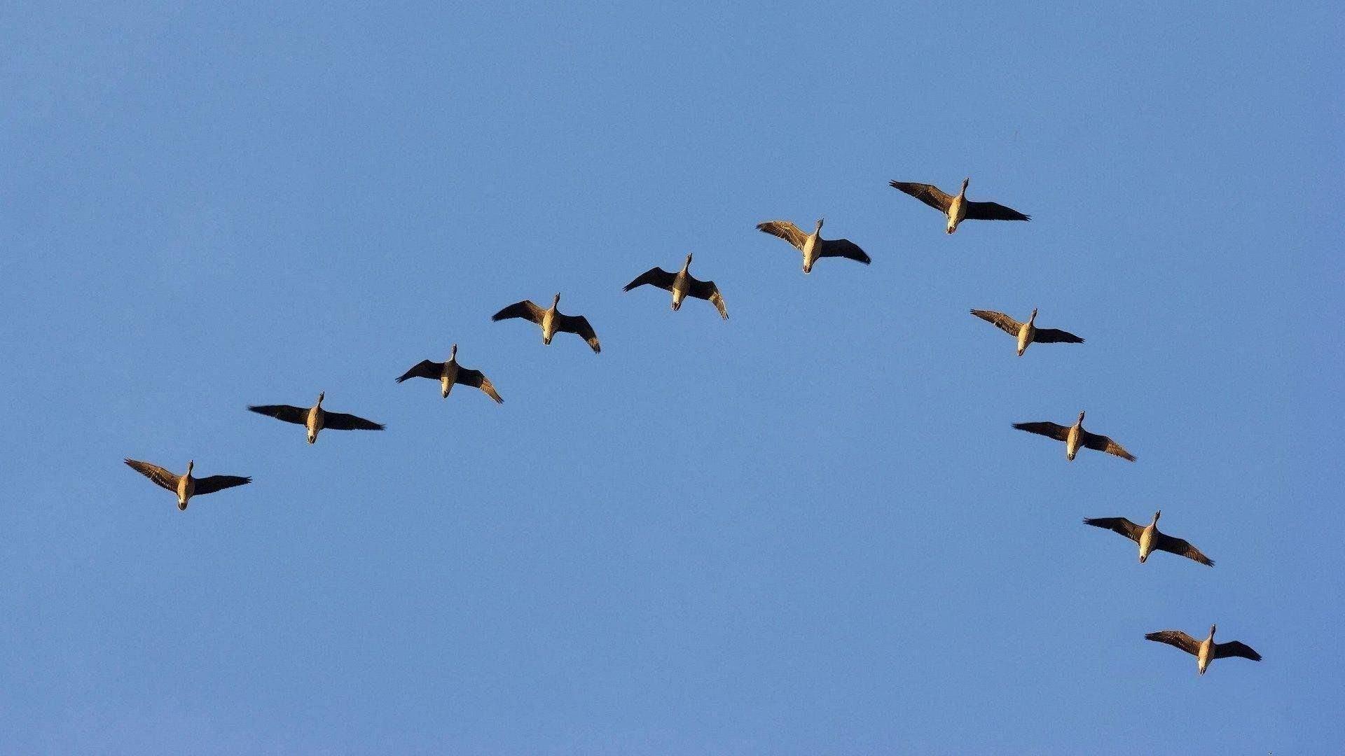 Музейное занятие «Академия птиц»