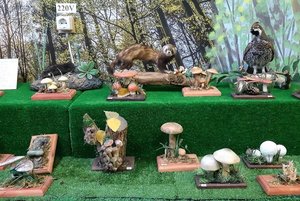 Выставка «Природа Ярского района»