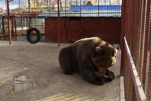 Программа «У медведя во бору»