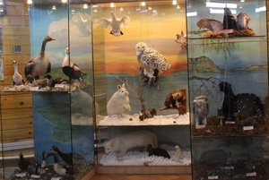 Экспозиция отдела «Природа» Музея вечной мерзлоты
