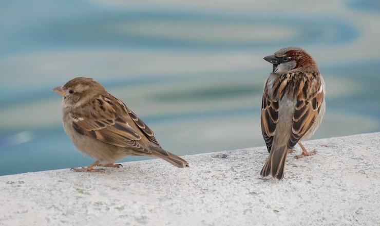 Информационный час «Пернатые друзья»