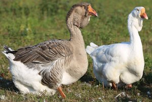 Выставка «Холмогорский гусь грайворонского типа»