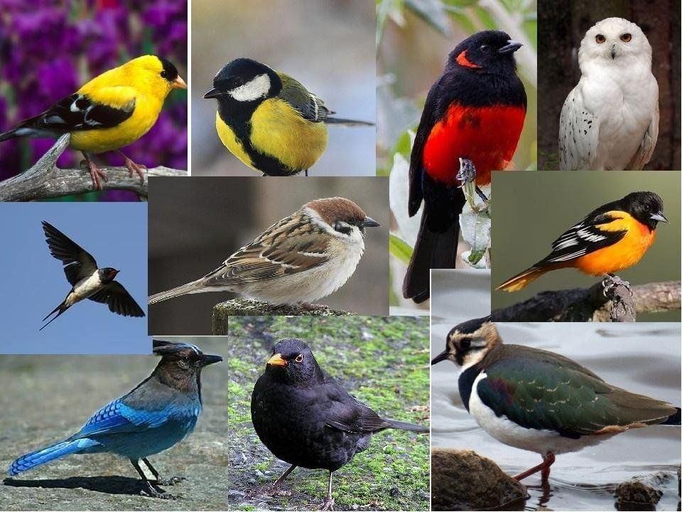 Экологический час «Наши крылатые друзья»