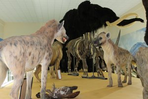 Выставка «Развитие животного мира от ледникового периода до современного мира»