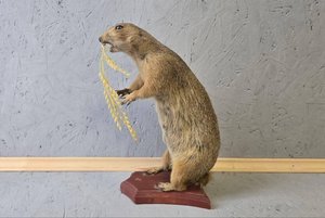 Выставка «Животный мир Заветинского района»