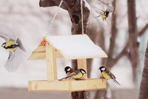 «Покормите птиц зимой» - акция. 6+