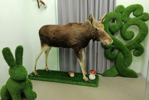 Выставка «Животные края»