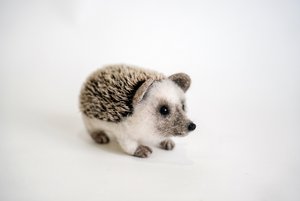 Выставка «Живая шерсть»