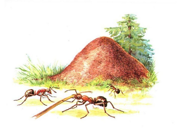 Познавательная беседа «Вот какой он муравей!»
