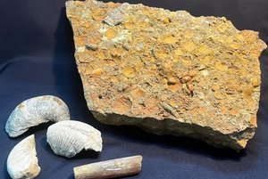 Выставка «Доисторическая летопись»