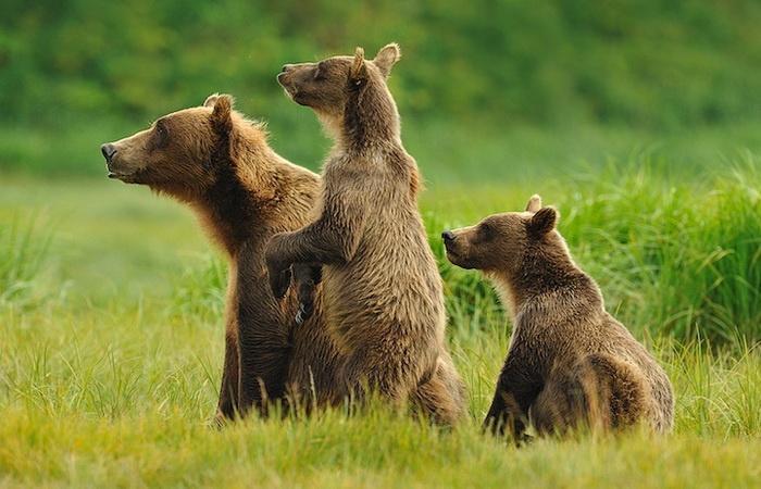 Выставка «Жили-были медведи»