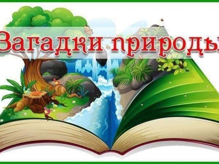 Презентация викторина загадки природы