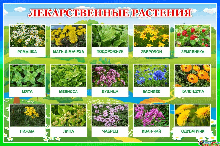 Прямая трансляция «Азбука лекарственных растений»