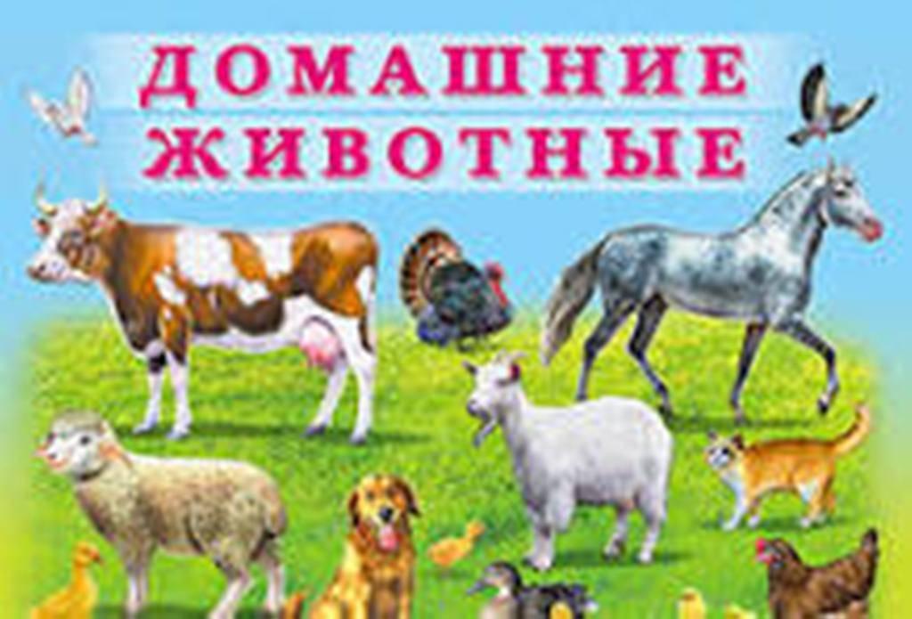 Викторина Всемирному дню домашних животных «Домашние животные»