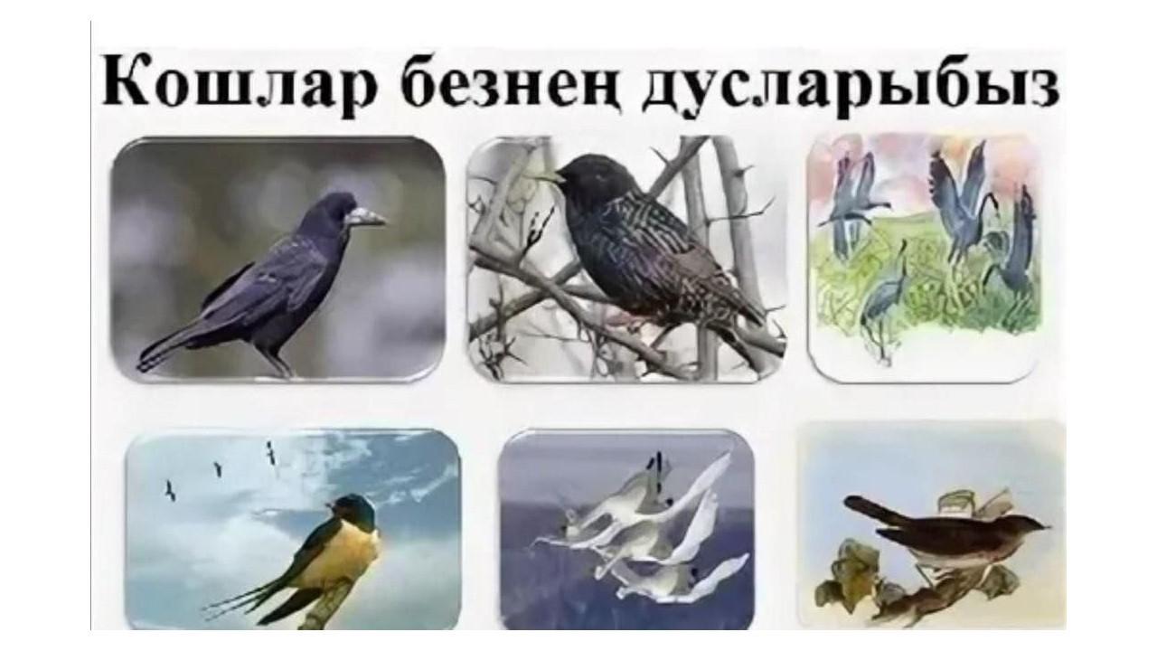 «Күчмә кошлар-безнең дусларыбыз»