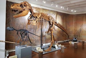 Выставка «Эпоха динозавров»