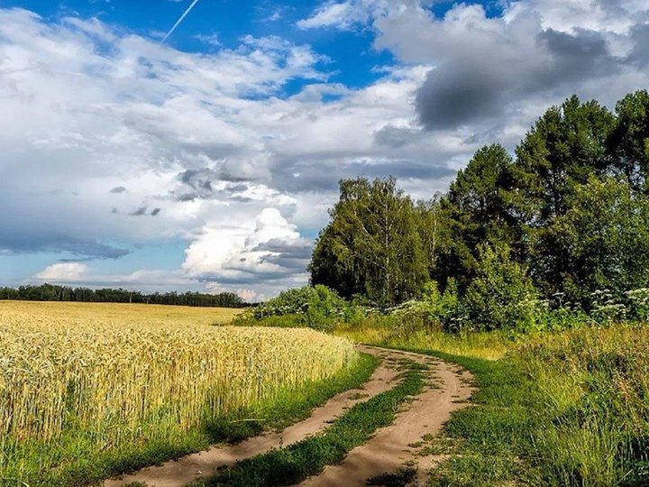 Прогноз лета. Лето. Брянская область лето. Фото поля России летом. Поля в России большие.