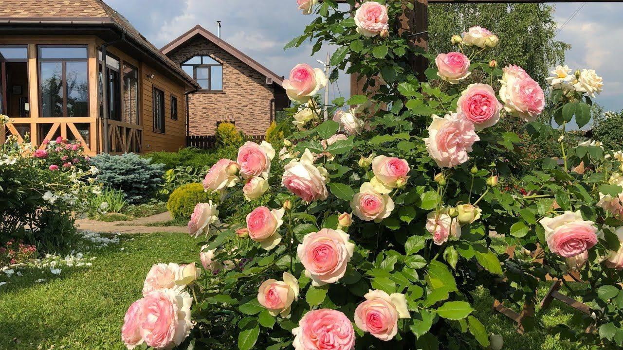 «Магия роз: ландшафт и агротехника»