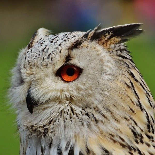 Филин бубо-бубо. Орлиный филин. Филин 2024. Филин 2024. Филин фото.