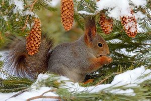 «Звери русского леса»–экологический час