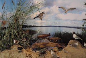 Выставка «Эволюция животного мира Донского края»