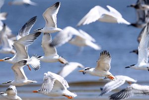 Спектакль «Чудо в перьях»