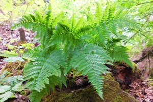 Виртуальная выставка «Папоротники Дивногорья»