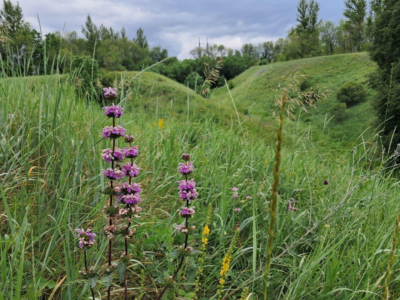 Программа «Родной край в объективе»