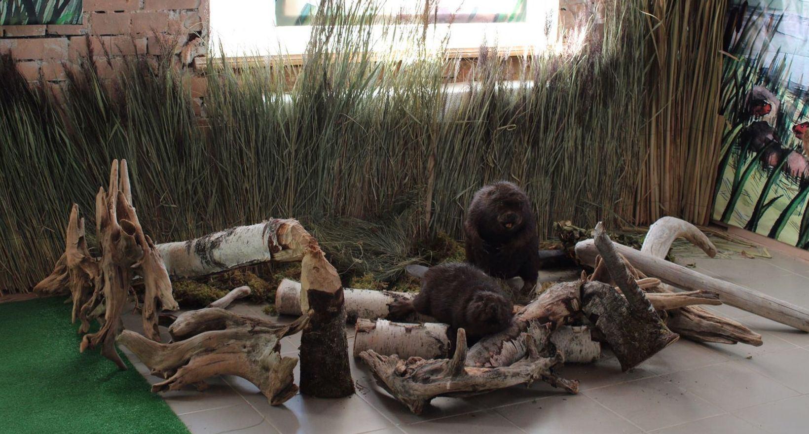 Программа «Кто сидит в пруду?»