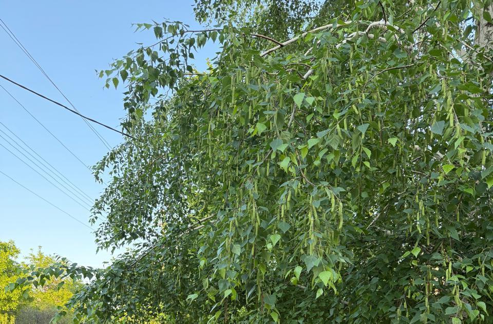 «Музыка природы»
