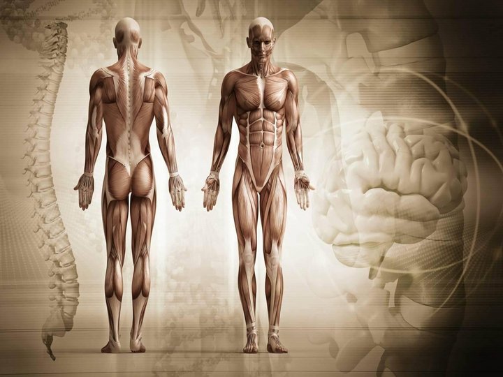 Урок анатомии «Тело человека»