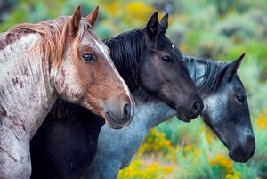 Квест «Путешествие в мир лошадей»