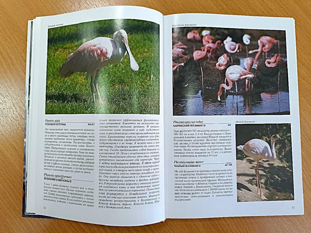 Беседа «Мир розового цвета»