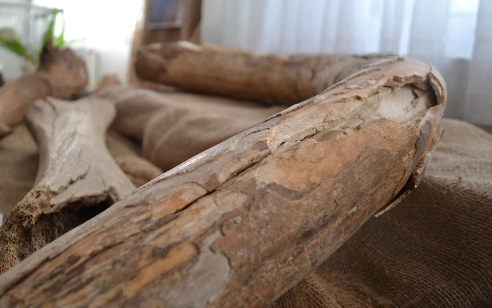 Лекция «Воткинск: от мамонтов до ракет»