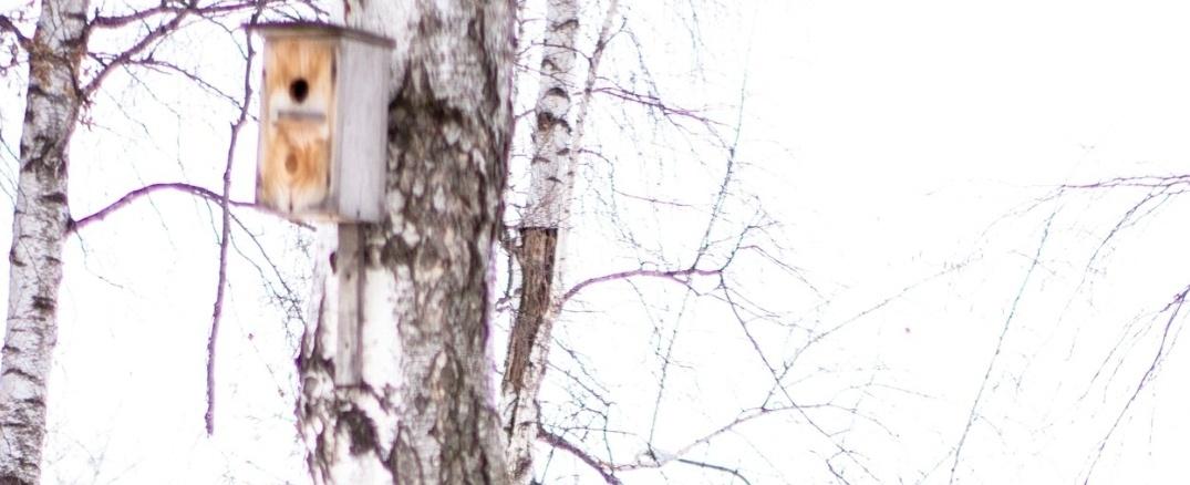 Мастер-класс по изготовлению скворечника «Дом для пернатых»