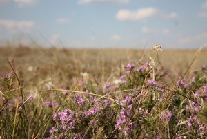 Программа «Палитра запахов донской степи»