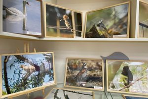 Выставка фоторабот Александра Маркова «Крылья над дельтой»