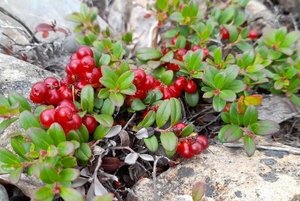 Познавательная программа «Удивительная Якутия»