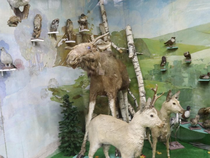 Выставка «Животный мир Кузбасса»
