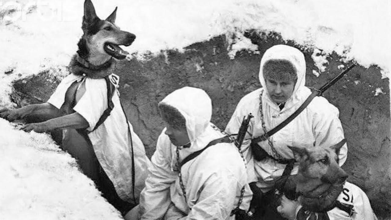 «Верные друзья: животные на войне»: патриотический экскурс