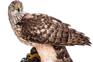 Квест «Птичье царство»