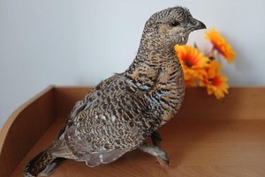 Цикл встреч «Мир птиц»